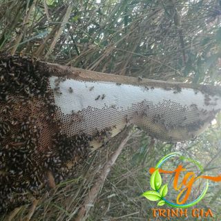 Mật ông Tổ Rừng U Minh