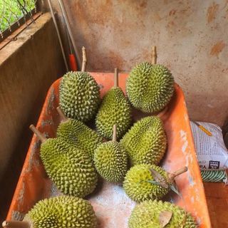 Sâu riêng musang kinh