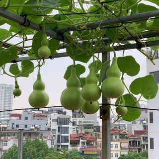 Hạt giống bầu hồ lô