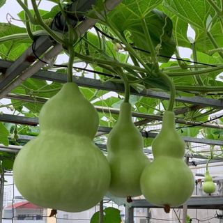 Hạt giống bầu hồ lô