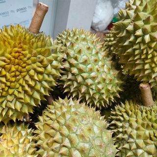 Sâu riêng ri6 loại ngon giá sỉ