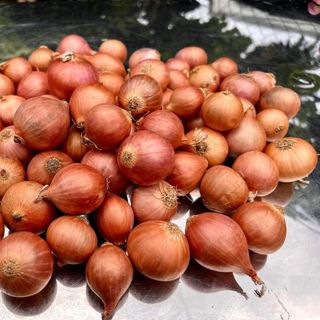 Hành Indo