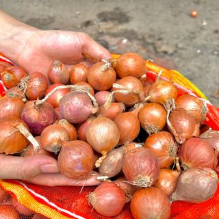 Hành Indo
