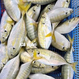 Chuyên sỉ Cá tươi Phan Thiết - Đánh bắt trong ngày.