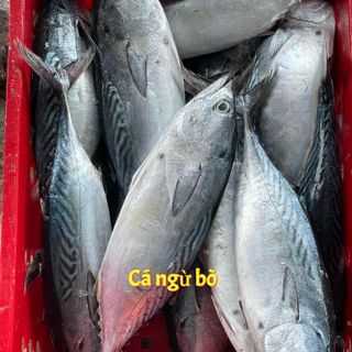 Chuyên sỉ Cá tươi Phan Thiết - Đánh bắt trong ngày.