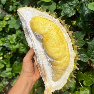 Sầu Riêng Ri6 hữu cơ