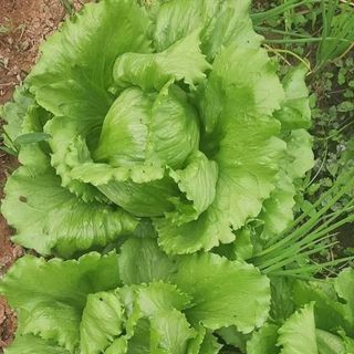 Hạt giống xà lách búp mỹ