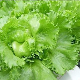 Hạt giống xà lách búp mỹ