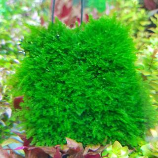 Rêu Mini Taiwan dán lũa thủy sinh,