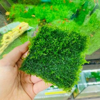 Rêu Mini Taiwan dán lũa thủy sinh,