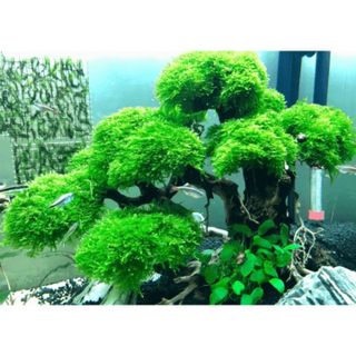 Rêu Mini Taiwan dán lũa thủy sinh,