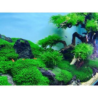 Rêu Mini Taiwan dán lũa thủy sinh,
