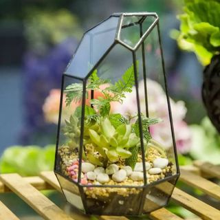 Mảnh kính bình đa giác kính, bình terrarium đa giác kèm keo dán