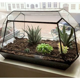 Mảnh kính bình đa giác kính, bình terrarium đa giác kèm keo dán