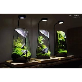 Bình đa giác kính, bình terrarium đa giác hình học