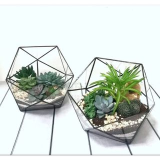 Bình đa giác kính, bình terrarium đa giác hình học