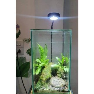Bình  thủy tinh Terrarium, hộp kính trồng cây mini.