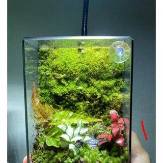 Bình  thủy tinh Terrarium, hộp kính trồng cây mini.