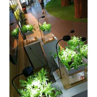 Đèn led để bàn đế gỗ cho hồ thuỷ sinh, hồ bán cạn