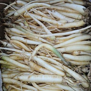 Sâm dây Ngọc Linh tươi, Mua Sâm dây Ngọc Linh (hồng đẳng sâm Ngọc Linh)