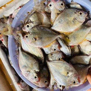 Cá Liệt tươi Phú Yên giá sỉ