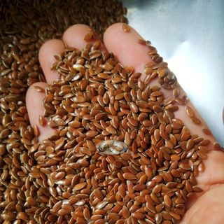Hạt lanh nâu dùng làm sữa hạt, bột ngũ cốc dinh dưỡng