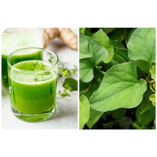 Bột diếp cá sấy lạnh, hữu cơ nguyên chất 100% CTB749 - BECHIP