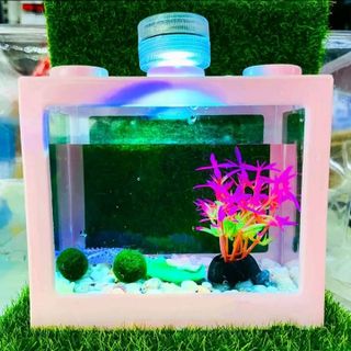 Bể Cá Mini Để Bàn