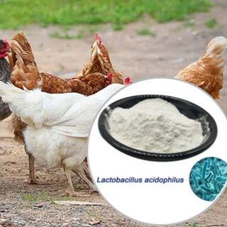 Bán Lactobacillus acidophilus điều trị viêm ruột, rối loạn đường ruột ở vật nuôi giá sỉ
