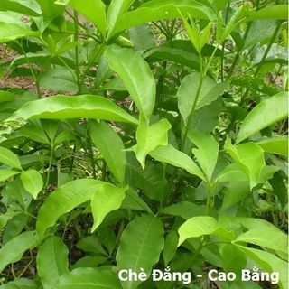Chè Đắng (Trà Đắng) Cao Bằng Khô Nguyên Chất – Gói 500gr | Cao Bằng Green | Tea