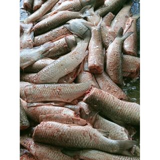 Cá Trắm Phi Lê hộp 1kg hàng đủ kg (giao tphcm)