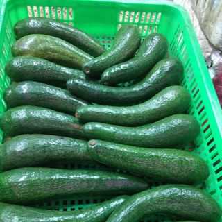 Bơ 034 Lâm Đồng ( trái : 450gr - 700gr )