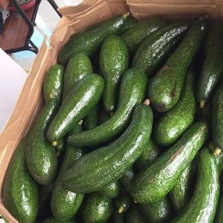 Bơ 034 Lâm Đông dẻo ngon (2,3 trái/kg )