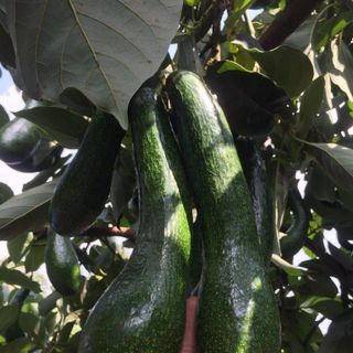 Bơ 034 Lâm Đồng (2,3 trái /1kg )