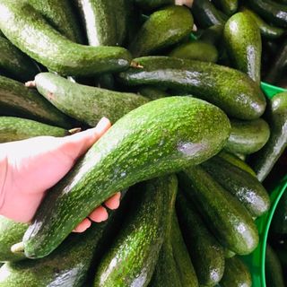 Bơ 034 Lâm Đồng (2,3 trái /1kg )