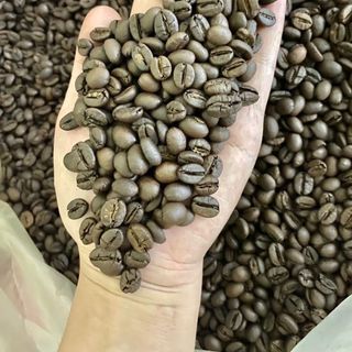Cà phê nhân xanh Robusta honey s18