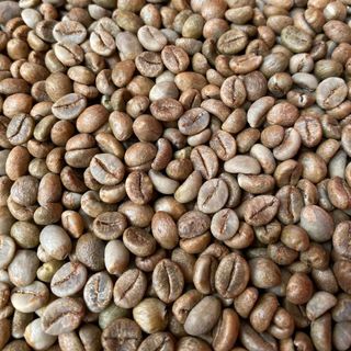 Cafe nhân xanh Robusta honey s16