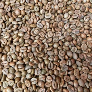 Cafe nhân xanh Robusta honey s16
