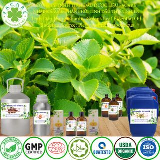 Tinh dầu húng chanh (tần dày lá) coleus leaf essential oil - 500ml giá sỉ