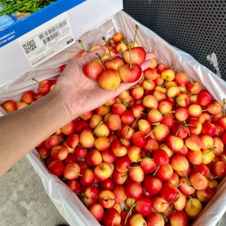 Cherry vàng Mỹ thùng 4kg