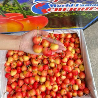 Cherry vàng Mỹ thùng 4kg