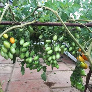 Gói 10 Hạt giống Cà chua trái cây nova F1
