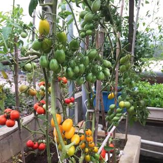 Gói 10 Hạt giống Cà chua trái cây nova F1