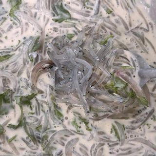 CÁ CƠM MỜM SỮA khay 500gr net 9 (giao tphcm)