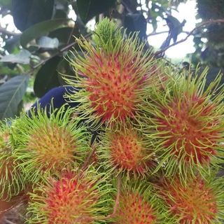 Chôm chôm Thái