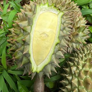 SẦU RIÊNG THÁI - BÌNH PHƯỚC
