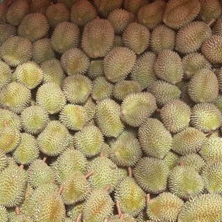 SẦU RIÊNG THÁI - BÌNH PHƯỚC