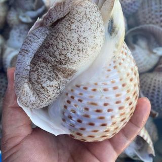 RUỘT ỐC GIẤY - ỐC GIẤM