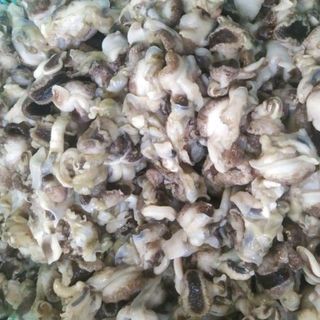 RUỘT ỐC GIẤY - ỐC GIẤM