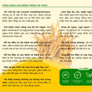 Tinh Chất Đông Trùng Hạ Thảo Sâm Tăng Cường Sức Khoẻ, Tăng Cường Sinh Lý.